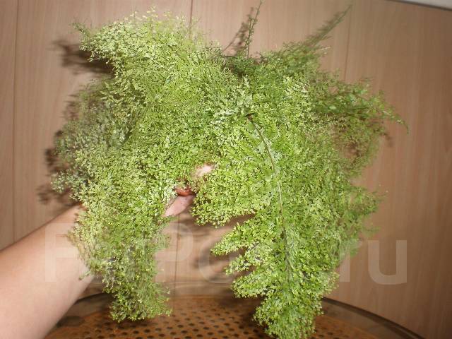 Папоротник Нефролепис ажурный во Владивостоке