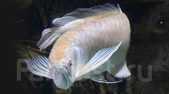 Арована Американская альбинос (Osteoglossum bicirrhosum albino) купить недорого в Москве | Амигофиш