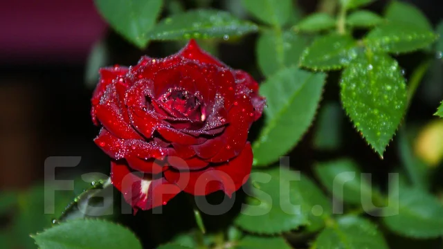 Sony Alpha DSLR-A200. 10 - 14.9 �� ����