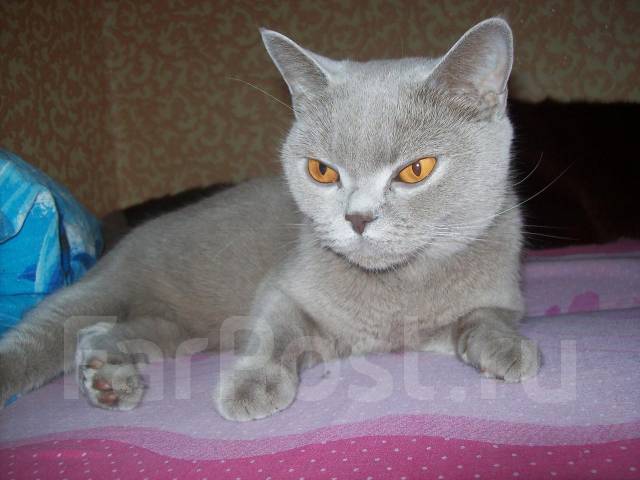 Лиловая Кошка Фото