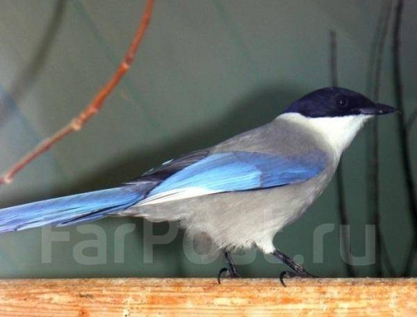 Cyanopica cyanus. Сорока голубая уссурийская. Голубая сорока приморский край. Голубые сороки. Голубые сороки.