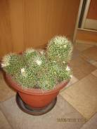 Кактус.
