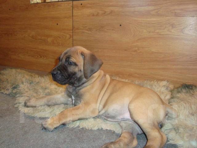 Продается щенок Южноафриканского бурбуля - Собаки во Владивостоке