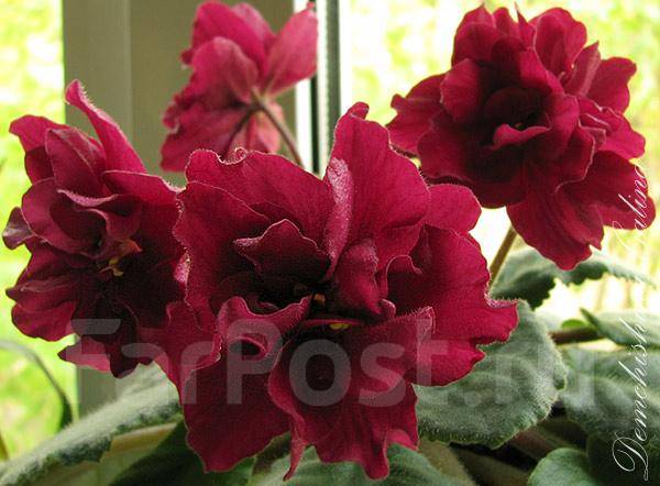 Балағат сөздермен онлайн орыс секс