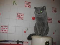 Шотландская прямоухая короткошерстная кошка.