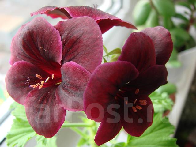 Пеларгония (царская герань) - Растения во Владивостоке