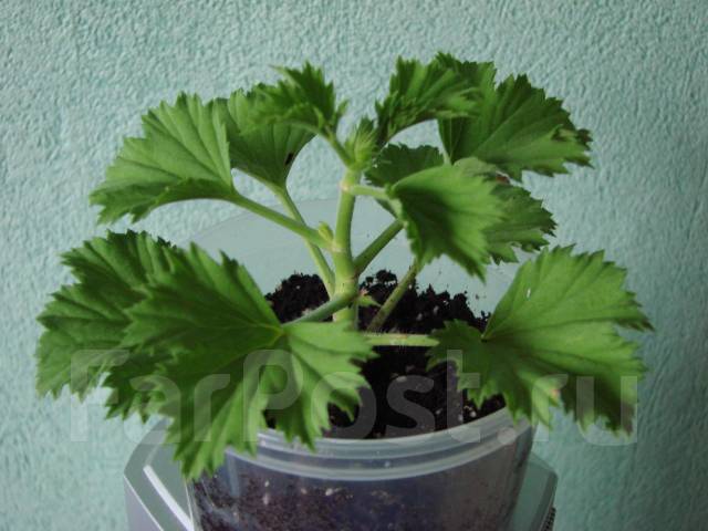 Пеларгония (царская герань) - Растения во Владивостоке