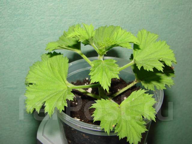 Пеларгония (царская герань) - Растения во Владивостоке