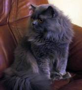 Британская кошка.