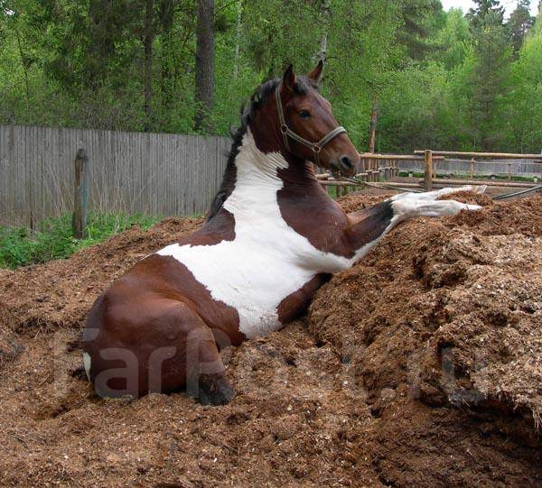 Конский навоз фотографии