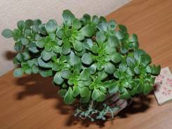 Суккулент: Эониум (аихризон), растения