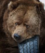 Bridgestone Blizzak Revo1. Зимние, без шипов, 2008 год, износ: 10%, 4 шт