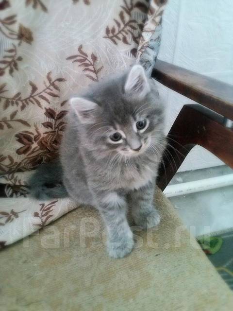 Маленький серый кот