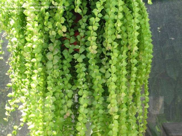 Дисхидия рускусолистная (Dischidia ruscifolia) во Владивостоке