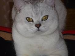 Британская кошка.