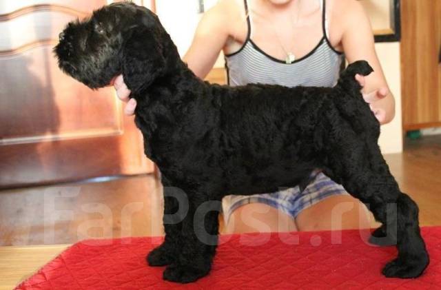 Русский черный терьер щенок 2 месяца во Владивостоке