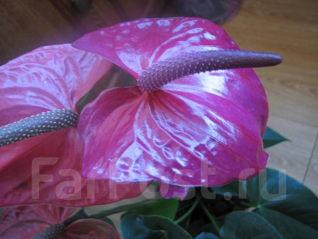 Антуриум Юта -- Anthurium Utah, Одесса