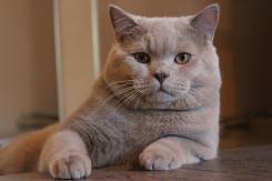 Британская кошка.