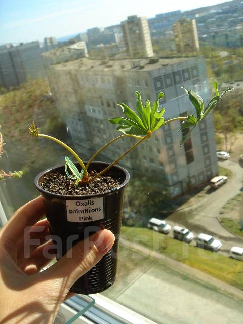 ИнтерфлораXXI интернетмагазин семян саженцев и