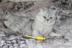 Британская кошка.