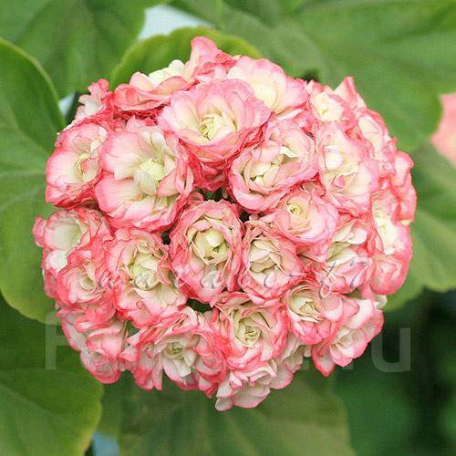 Зональная Розебудная пеларгония - Millfield Rose