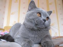 Шотландская прямоухая короткошерстная кошка.