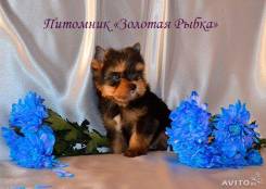 Йоркширский терьер.