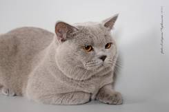 Британская кошка.