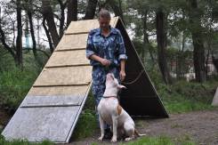 Дрессировка животных.