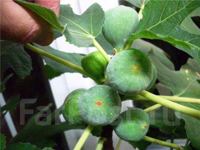 Инжир Петита Негра (Fig ‘Petite Negra’ ) - единственный комнатный сорт ...