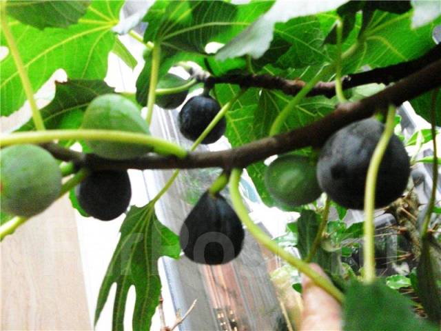 Инжир Петита Негра (Fig ‘Petite Negra’ ) - единственный комнатный сорт ...