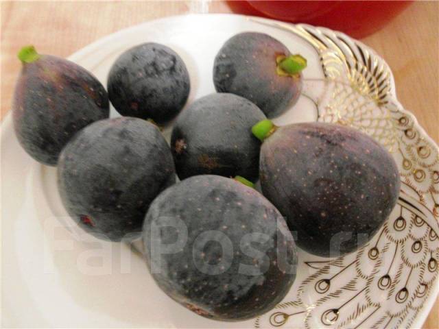 Инжир Петита Негра (Fig ‘Petite Negra’ ) - единственный комнатный сорт ...