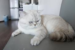 Британская кошка.