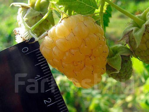 Малина Золотые купола Сарафановский питомник растений