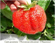 Клубника.