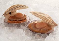 Морской гребешок.