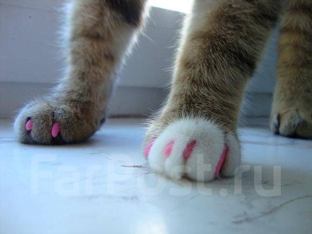 Мягкая лапа это. Мягкая лапа это. Мягкая лапа это. Мягкая лапа это. Утяжка лап мишки.