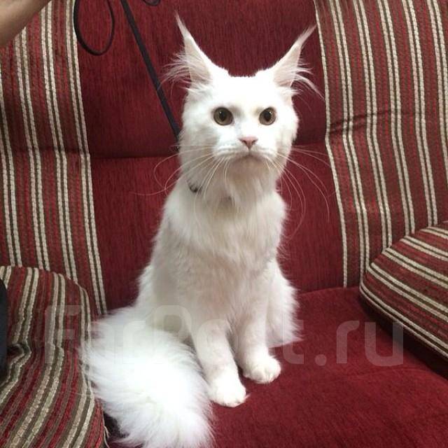 Гигиеническая стрижка кошек фото