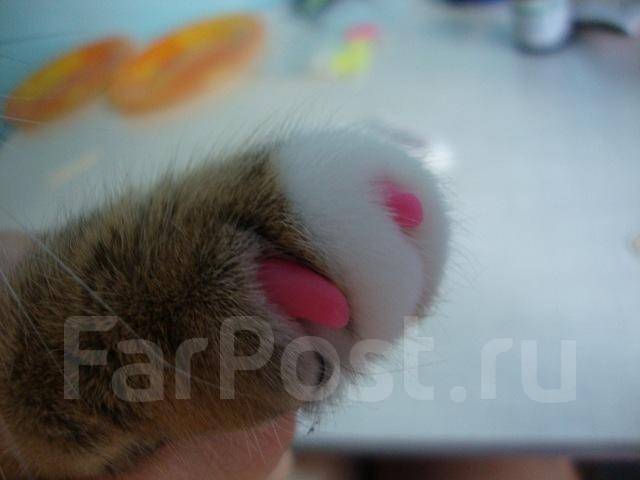 кошка с накрашенными ногтями. накладки на когти для кошек. кошка на ногтях. мягкие лапки кмв. мягкие лапки кмв.