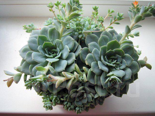 Эхеверия фото комнатный цветок уход Эхеверия - Echeveria desmetiana, в наличии. Цена: 100 ₽ во Владивостоке