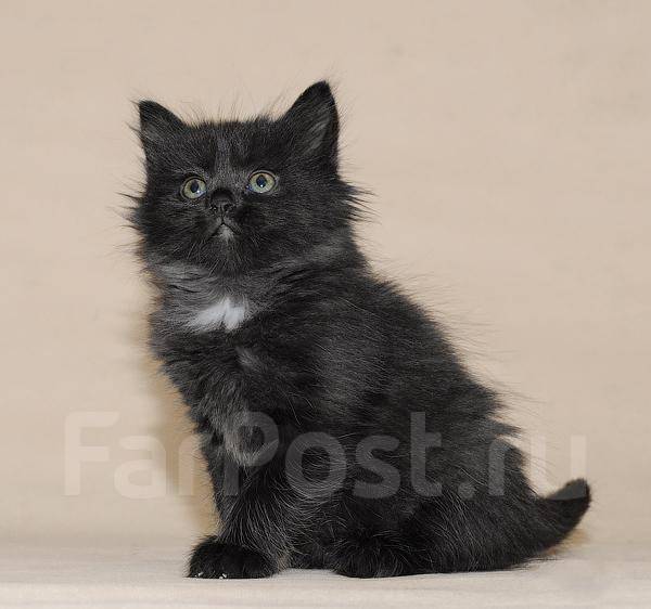Сибирская Черно Белая Кошка Фото