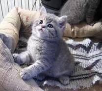 Шотландская прямоухая кошка.
