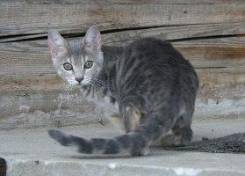 Бенгальская кошка.
