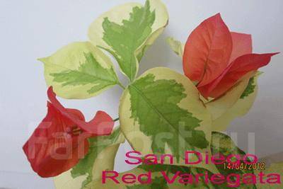 Фото бугенвиллия san diego red variegata