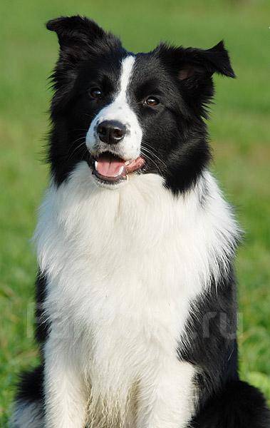 Белая собака с черными пятнами - 57 фото