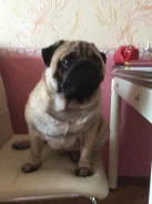 ����. ����