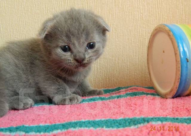 Шотландская Короткошерстная Кошка Фото