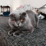 Шотландская вислоухая короткошерстная кошка.