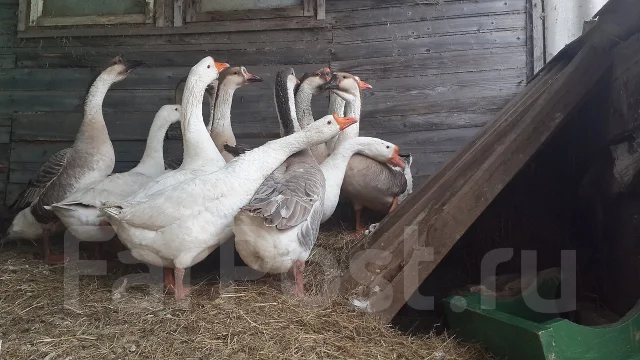 ����. ����