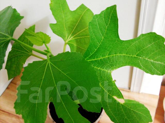 Инжир Петита Негра (Fig ‘Petite Negra’ ) - единственный комнатный сорт ...